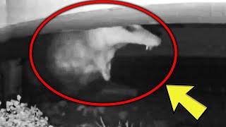 Celebrity This Man Set Up A Camera To Catch His Backyard Thief, And He Couldn’t Get Over The Insane Footage Wealth