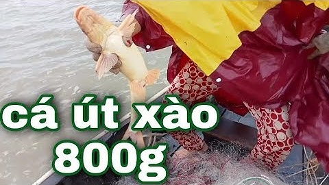 bủa lưới cá út, Sửu trên sông hậu p, cuối
