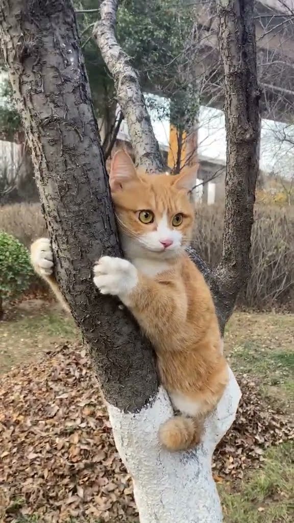 Top top des vidéos très mignon