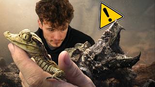 JEDEME PRO KROKODÝLA… zase! A TA ŽELVA…😳