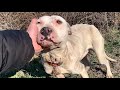 Rescue, recovery and adoption of abandoned dog with a painful wound on the neck.