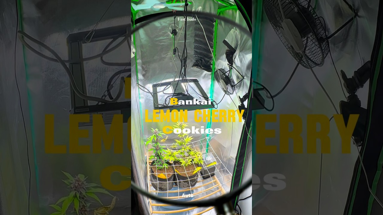 How I feed my plant in late flower