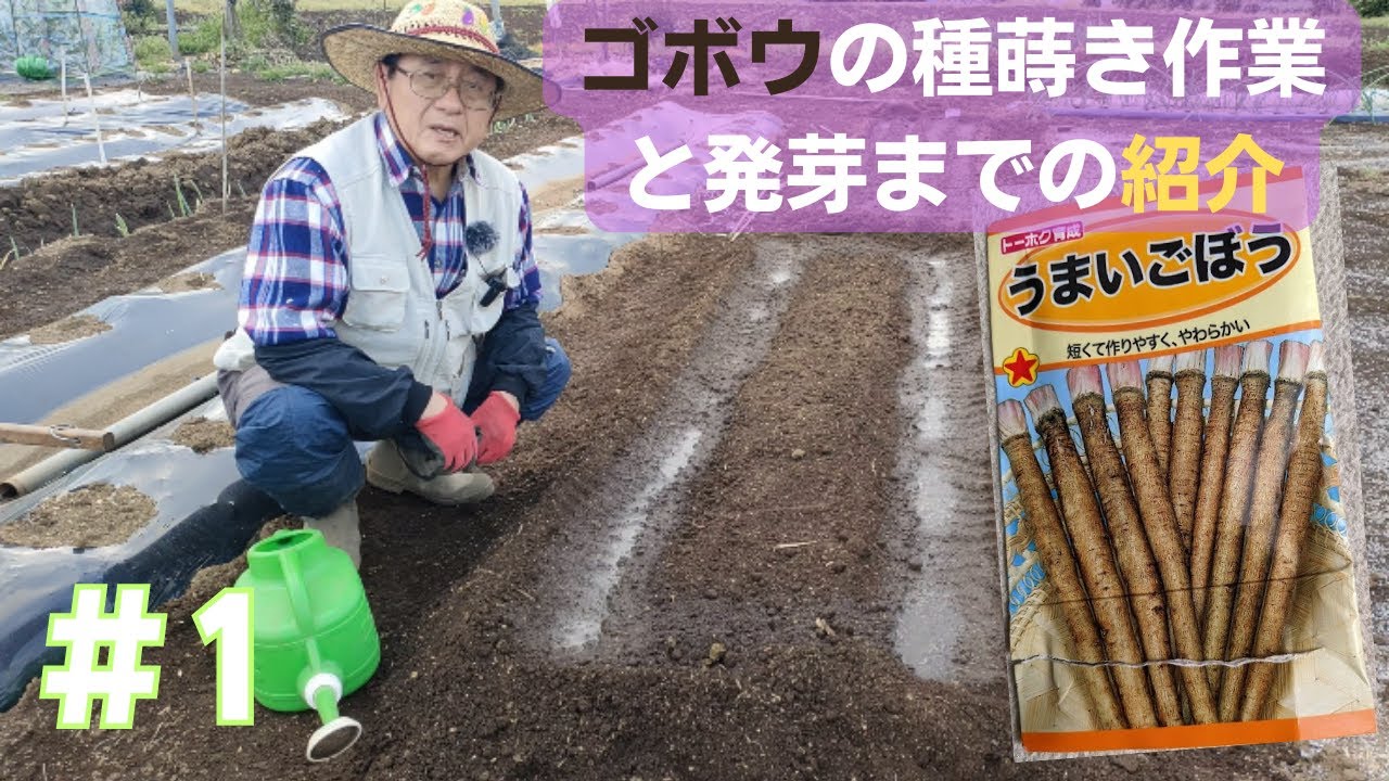 ゴボウ種蒔き作業と17日目の紹介＃1【生長記録】【栽培方法】2023年3月30日　4月16日