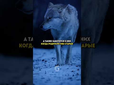 Будь как волк!