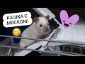 Какую кашу варю крысам\собаке? Булочка, Корочка, Финичка и Никочка! Крысы и собака кушают кашку