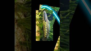 Exotic Monster 💀 Fishes 👹‼️⁉️❌❌ #chennai #fishing #fish #vlog #aquarium #gar #exotic #arowana