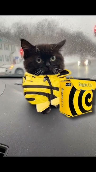 чмоня :D #мем #чмоня #кот #хаха #котик #легенда - YouTube
