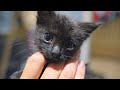 Little Black Kitten Getting Rescued When The Dogs Came