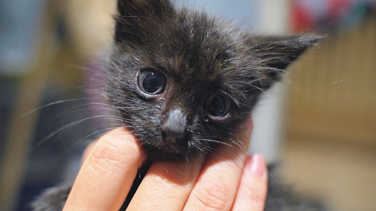 Little Black Kitten Getting Rescued When The Dogs Came 