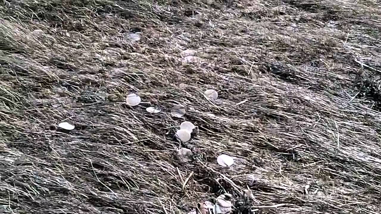 Hooksett, NH wastewater treatment facility litters Cape Cod with