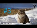 Las características del gato |parte 3