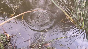 Cắm câu khu đầm lầy mùa nước cạn và món cá lóc nấu cháo gạo Giang ngồi lai rai vài ly rượu men lá 