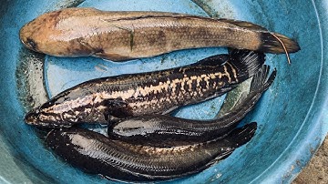 Cắm câu khu đầm lầy mùa nước cạn và món cá lóc nấu cháo gạo Giang ngồi lai rai vài ly rượu men lá 