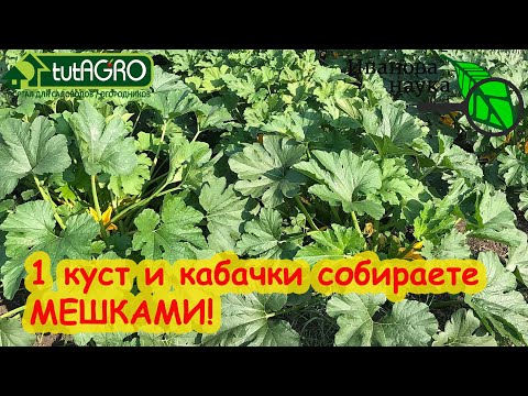 НЕ ПОКУПАЙТЕ СЕМЕНА КАБАЧКОВ, ПОКА НЕ ПОСМОТРИТЕ ЭТО ВИДЕО! Вот эти кабачки завалят урожаем!