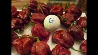 Trinidad Chocolate 7 Pot Douglah Chili Pepper- Fireball Of A Chili- .Firehousechilli