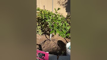 Spring 2021.  Fuyu Jiro persimmon tree.  Bay Area San Jose.