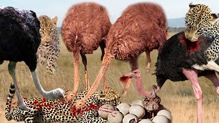 Touching Story! Mother Ostrich Can&#39;t Protect Her Newborn From Leopard Hunting - Ostrich Vs Leopard