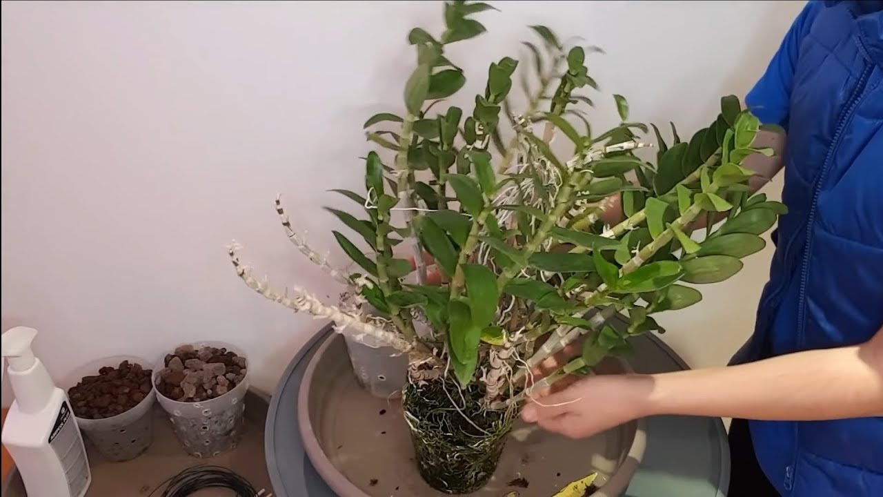 COMO TRASPLANTAR UNA ORQUIDEA DENDROBIUM NOBILE