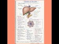 anatomy of liver ,,,#nursingnotes #nursing #liver ##anatomy #diagram