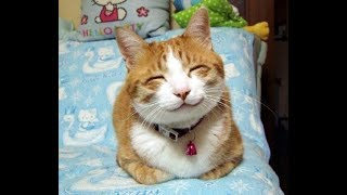 УЛЫБНИСЬ - Смешные коты и кошки! - Приколы с котами! УЛЫБНИСЬ - Смешные коты и кошки! - Приколы с котами!