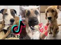 The Funniest Doggos of TikTok [Funny Dogs 2021] ~ Try Not To Laugh 🐶