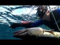Подводная охота на Кубе часть 2. Spearfishing in Cuba