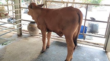 ขายแล้ว‼️ วัวแม่ลูกบีฟมาสเตอร์เพศเมีย และวัวรุ่นหย่านมบีฟมาสเตอร์เพศเมีย