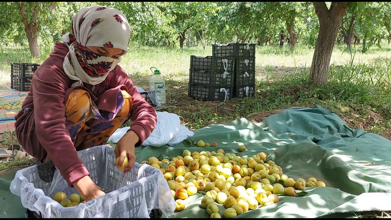 На юге Таджикистана начался сбор урожая ранних абрикосов. Он уйдет на ...