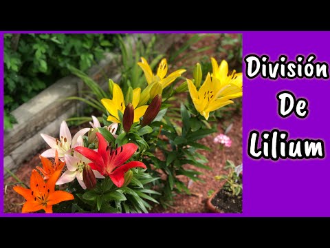 Video: Dividir amarilis al aire libre: cuándo dividir las plantas de amarilis en el jardín