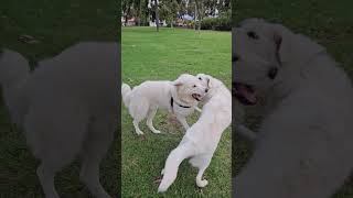 Colin Finds His Look A Like #maremma #sheepdog #dogpark #doglover #dogs #dogsitter #puppy #happydog