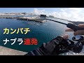 カンパチのナブラ の動画、YouTube動画。