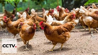 L’élevage des poulets enrichit le pays des Li