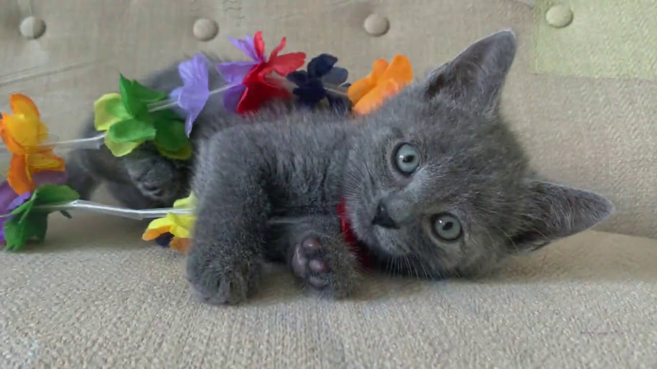 ALOHA! HAPPY MEOW MONDAY!