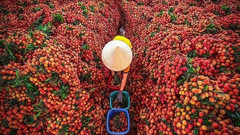 Giá vải thiều 2020 - Vải đầu mùa được giá