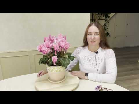 Vídeo: Ciclamen Cura: Com tenir cura de les plantes de ciclamen