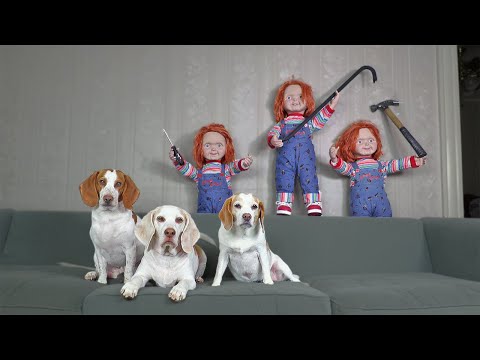 Dogs vs Chucky Invasion Prank: Funny Dogs Maymo, Penny & Potpie Halloween Pranks