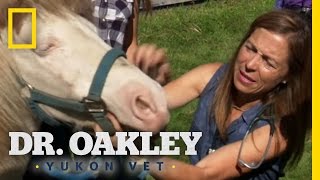 Oakley Road Show | Dr. Oakley, Yukon Vet