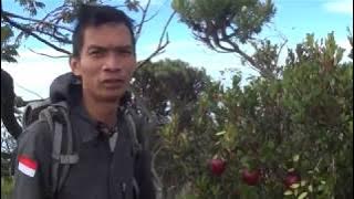 Puncak gunung Cereme, ada buah apel merah di sekitaran puncak
