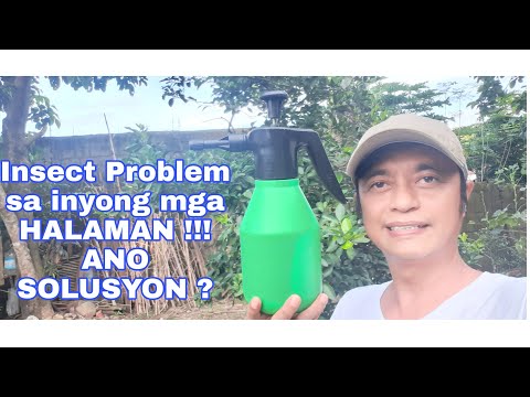 Video: Aphids sa mga panloob na halaman: kung paano labanan, larawan