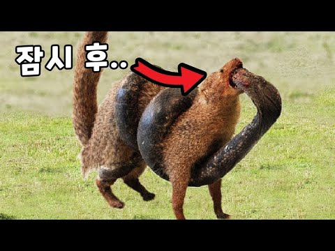 A mongoose bites and smashes a black mamba that can amputate a human leg with a single drop
