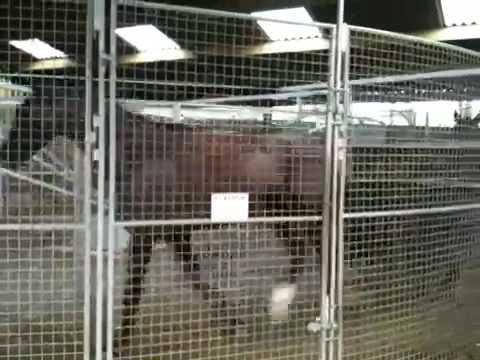 Racehorses on the horse walker at Tim Vaughan's yard in South Wales.