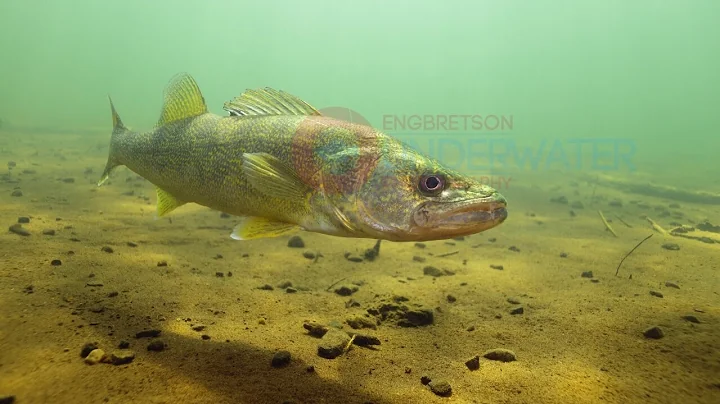 Walleye Underwater HD Footage #1-Engbretson Underwater Photography