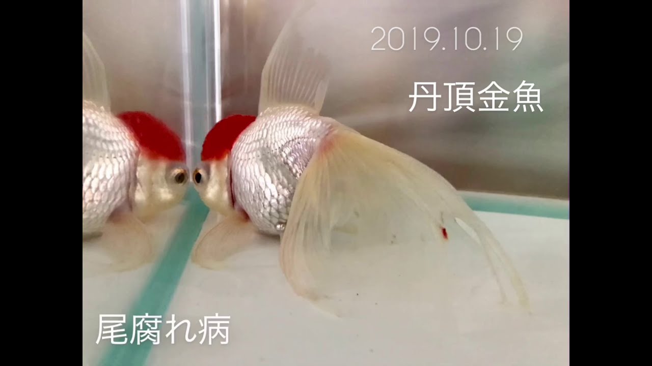 瀕死からの生還 丹頂金魚 尾腐れ病 治療中 Youtube 瀕死からの生還 丹頂金魚 尾腐れ病 治療中 Youtube