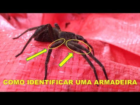 Vídeo: Como Reconhecer Uma Aranha Venenosa