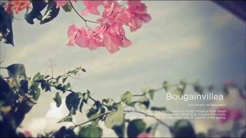 Color Finesse Color 3, Colorista II_ grading 02