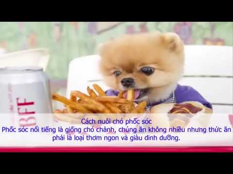 Cách nuôi chó phốc sóc Pomeranian Chó phốc sóc ăn gì, chăm sóc như thế nào,…