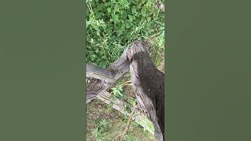 Random draft  #furry #notatherian #therian #random