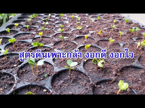 เคล็ดลับ สูตรผสมดินเพาะกล้าง่ายๆ งอกดี ใบไม่เหลือง งามตั้งแต่เริ่ม