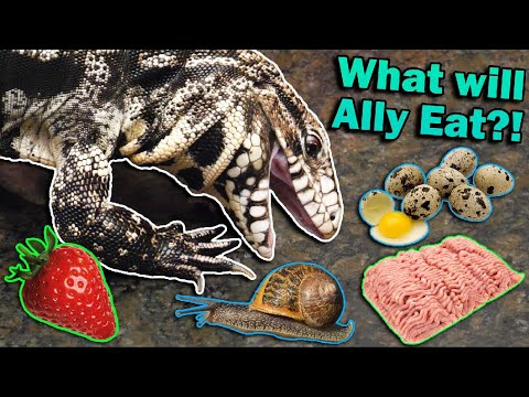 What does a Tegu eat?