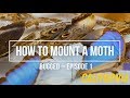 How to Mount a Moth – Bugged, Episode 1